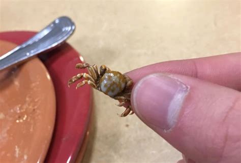 Pea Crabs Found in Mussels Served at Cornell Dining Safe to Eat | The ...