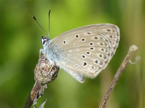 Alcon Blue Butterfly near Aegviidu