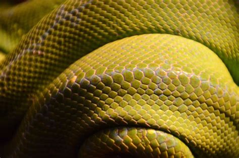 yellow and gray snake scales photo – Free Reptile Image on Unsplash | Snake, Snake scales ...