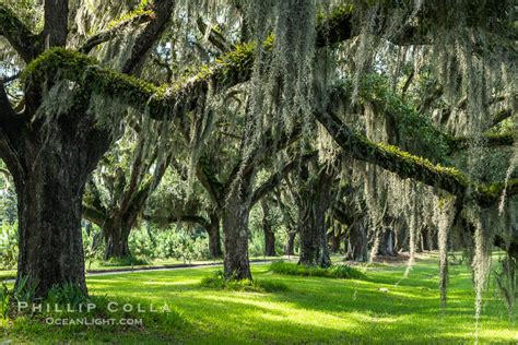 Wormsloe Plantation – Natural History Photography Blog