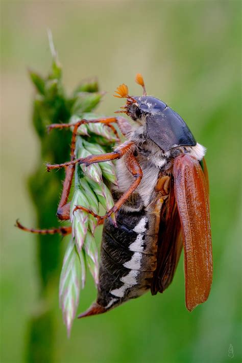 May beetle | Animals bugs, Pet birds, Weird animals