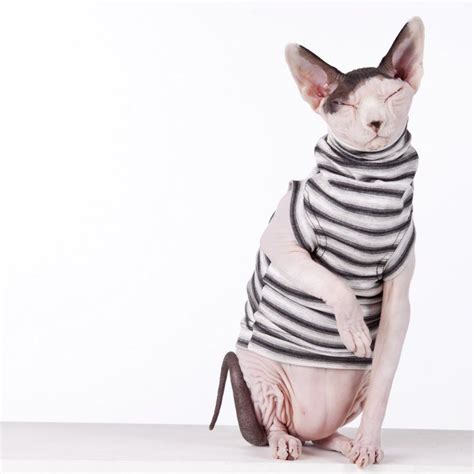 Sphynx Cat Clothes Archives • Sphynx Cat Wear in 2021 | Sphynx cat ...