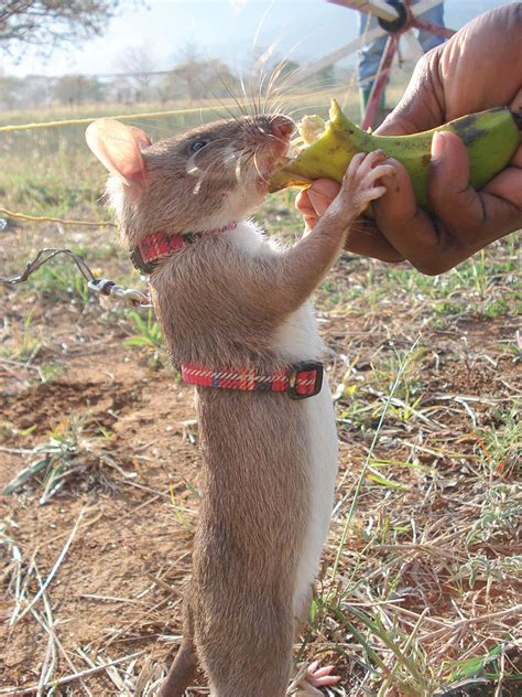 Heroic Rats Sniff Out Landmines In Africa, Could Save 1,000s Of People Worldwide | Bored Panda