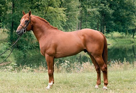 Dutch Warmblood Horse Info, Origin, History, Pictures