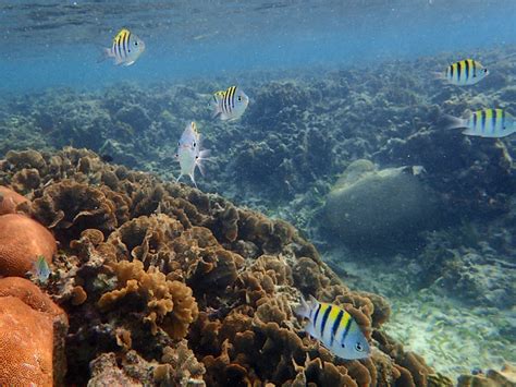 Snorkeling in The West Bay, Roatan, Honduras - UponArriving