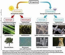 Classify The Organism On The Basis Of Energy And Carbon Utilization. – Learn Loner