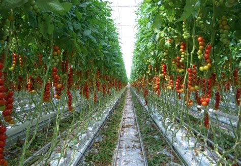 As 25 melhores ideias de Tomato farming no Pinterest | Agricultura ...