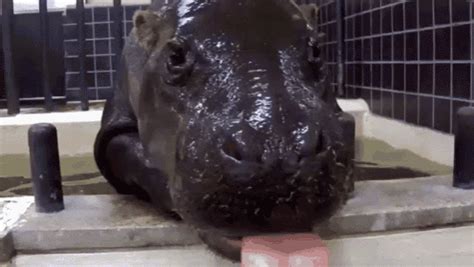 Yes, And, You Are? GIF - Hippo Baby Hello - Discover & Share GIFs