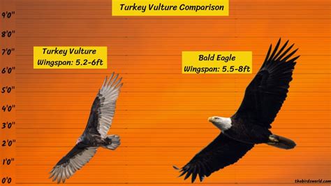 Turkey Vulture Size: How Big Are They Compared To Others?