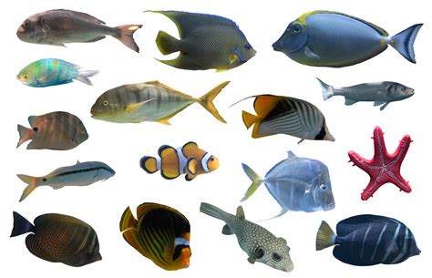 Image of aquarium tropical fish they swim together 21081737 PNG