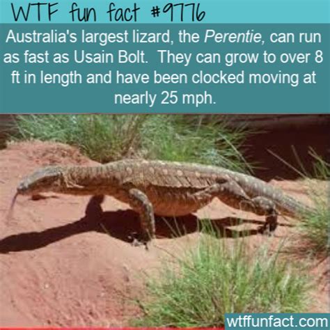 Australia’s largest lizard, the Perentie, can run as fast... | Amazing WTF Facts