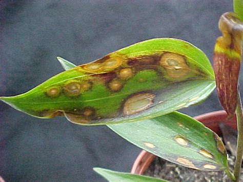 Botrytis blight - Plant & Pest Diagnostics