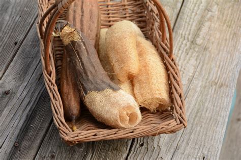 Luffa Gourd Seeds Grow Your Own Organic Luffa Easy to Grow From Seed ...