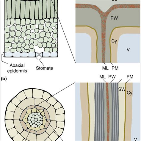 Schematic of cutin and suberin deposition. (a) Example of cutin... | Download Scientific Diagram