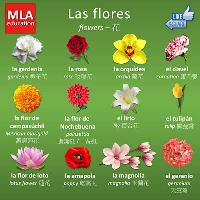 ¡Qué viva el español!: Flores e insectos Spanish Grammar, Spanish ...