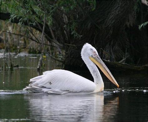 Delta Dunarii – Flora si fauna