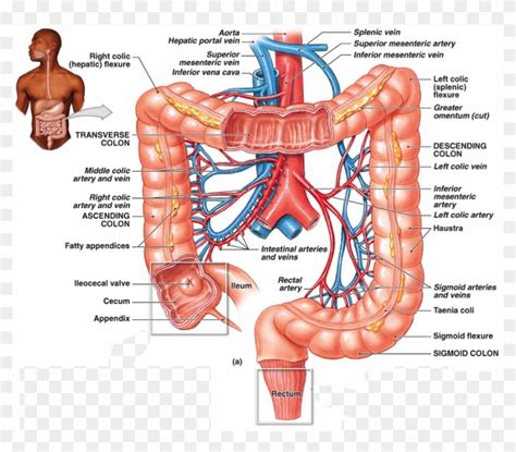 Large Intestine Blood Vessels , Png Download - Blood Supply Of Descending Colon, Transparent Png ...