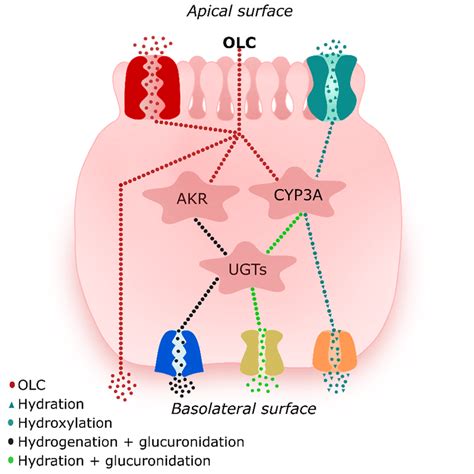 Tentative interactions of oleocanthal (OLC) with metabolic enzymes and ...