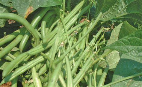 Planting and harvesting green beans