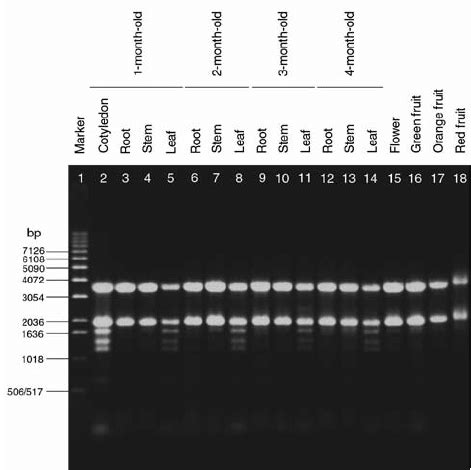 RNA gel electrophoresis analysis of total RNA from tomato. Total RNA... | Download Scientific ...