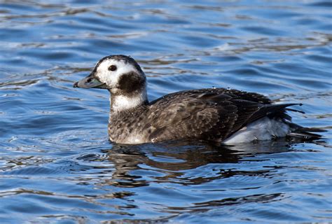 Long-tailed Duck by Alex Mckechnie - BirdGuides