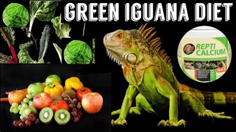 What To Feed A Green Iguana? ( Iguana Diet ) - YouTube