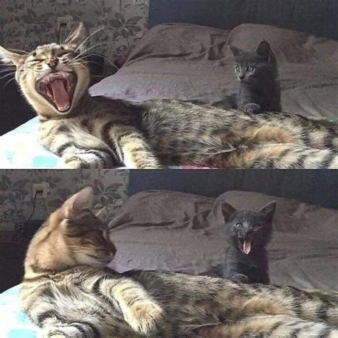 Yawning cat and kitten Blank Template - Imgflip