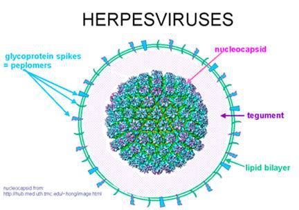 Herpesvirus Structure