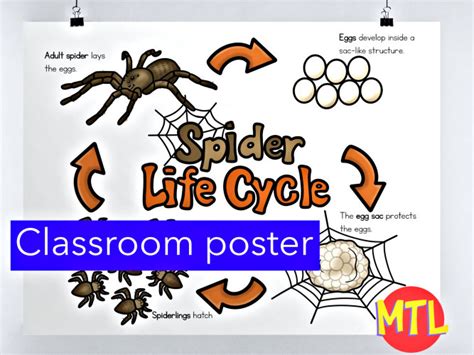 Spider Life Cycle Growth Display Posters Spider Posters Spider Life Cycle | Images and Photos finder