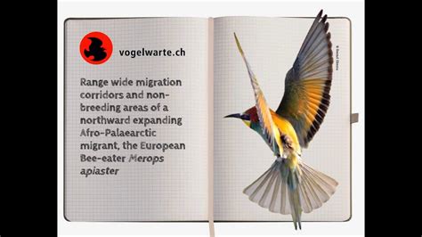 The migration of northward expanding European Bee-eaters - YouTube