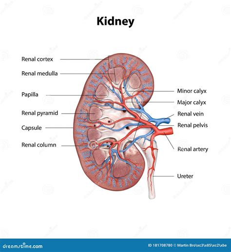 Renal Blood Vessels Labeled / Vector De Stock Libre De Regalias Sobre Schematic Vector Diagram ...