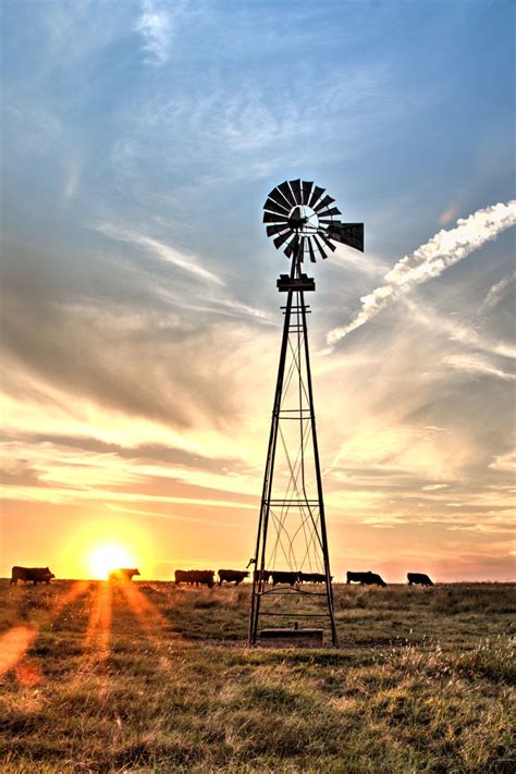 Black Angus Cattle and Windmill - framed, unframed or canvas, western ...