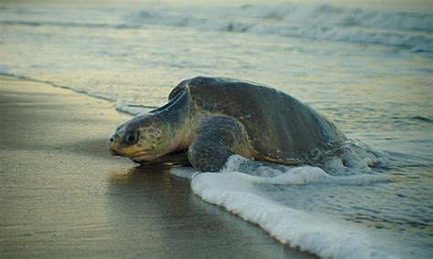 In a rare sight after a gap of seven years, mass nesting of olive ridley turtles was witnessed ...
