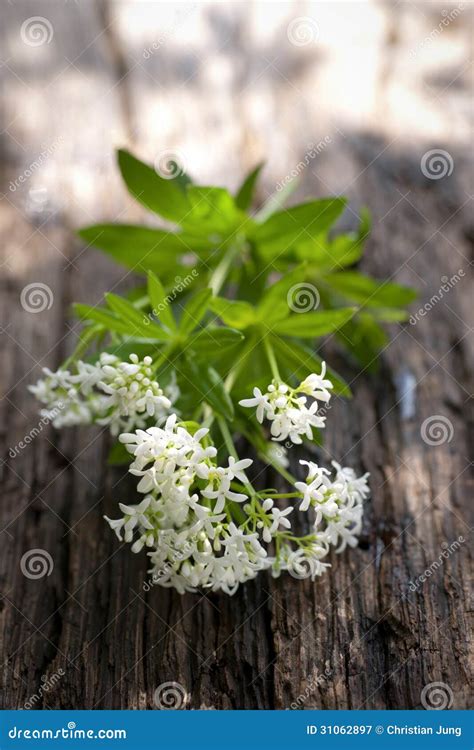 Sweet woodruff stock image. Image of flower, soda, wood - 31062897