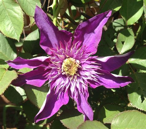 Clematis, Stars of Summer | Artificial foliage, Clematis, Topiary