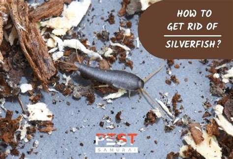 How To Get Rid of Silverfish? | Top 11 Silverfish Repellents - Pest Samurai