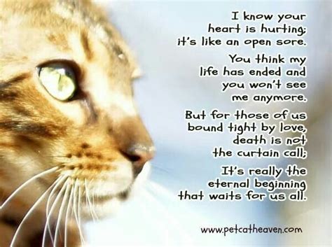 Cat Heaven | Cats, Cat poems, Cat quotes