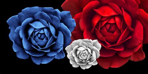 Blue White Red Roses Abstract Photograph by Jennie Marie Schell