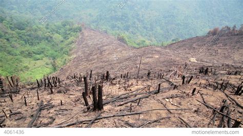 Deforestation, After Forest Fire, Natural Disaster Stock video footage | 4061436