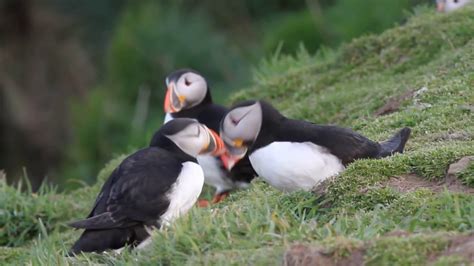 Puffin pair "billing" - YouTube