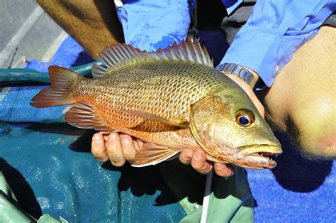 Mangrove Jack | Guided Fishing DownUnder