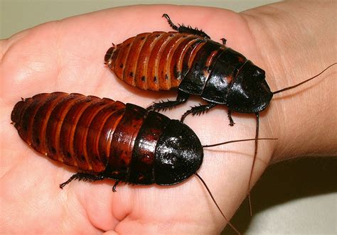 Madagascar Hissing Cockroach | Department of Entomology