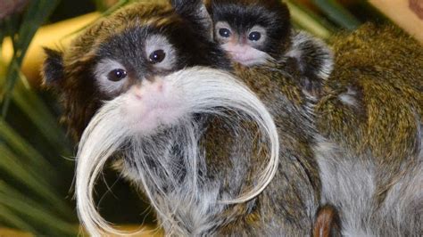 Racine Zoo welcomes baby emperor tamarin