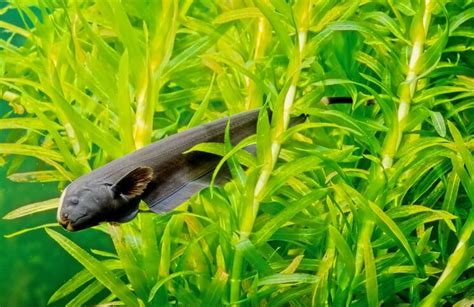 The Ultimate Black Ghost Knifefish Care Guide: Size, Tank Mates and More… - Everything Fishkeeping