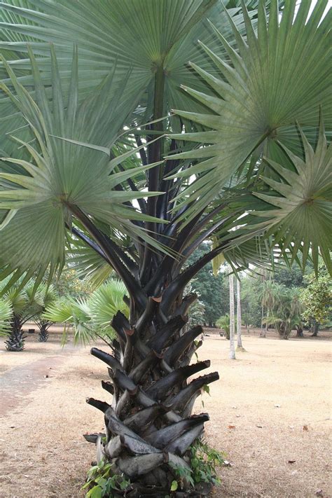 Borassus aethiopum - Wikipedia | Palm tree flowers, Palm trees ...