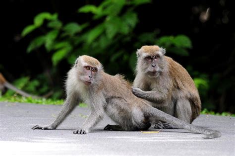 Monkey Musings: Respecting Singapore’s Long-tailed Macaque