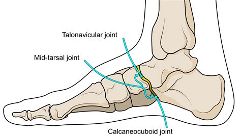 Talonavicular Joint