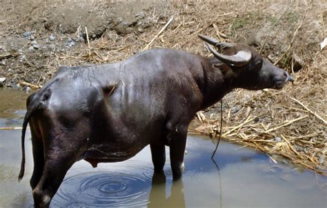 Living with Nature - School on Blog by Dr. Abercio V. Rotor: Philippine Carabao - a Threatened ...