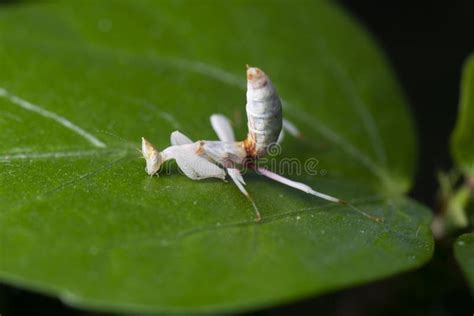 Pink Orchid Mantis in Thailand and Southeast-Asia. Stock Image - Image of animals, pest: 238654195