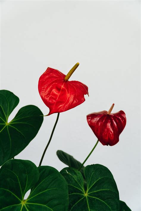 Beautiful anthurium varieties - BetaVersa